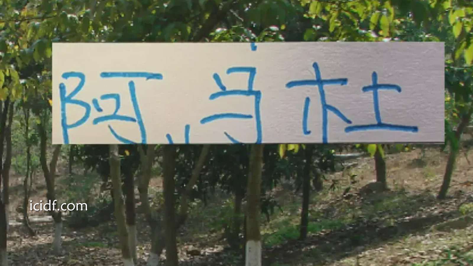 球速体育特别点评：亚冠别受伤才是王道！ 想想去年申花兽腰阿马杜 太可惜了
